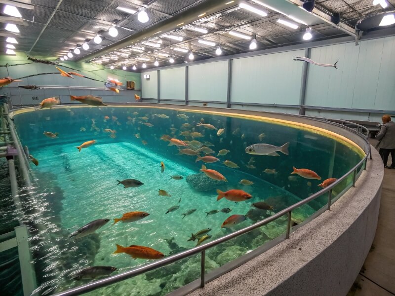 Large aquaculture tank filled with various fish species, showcasing a vibrant underwater environment
