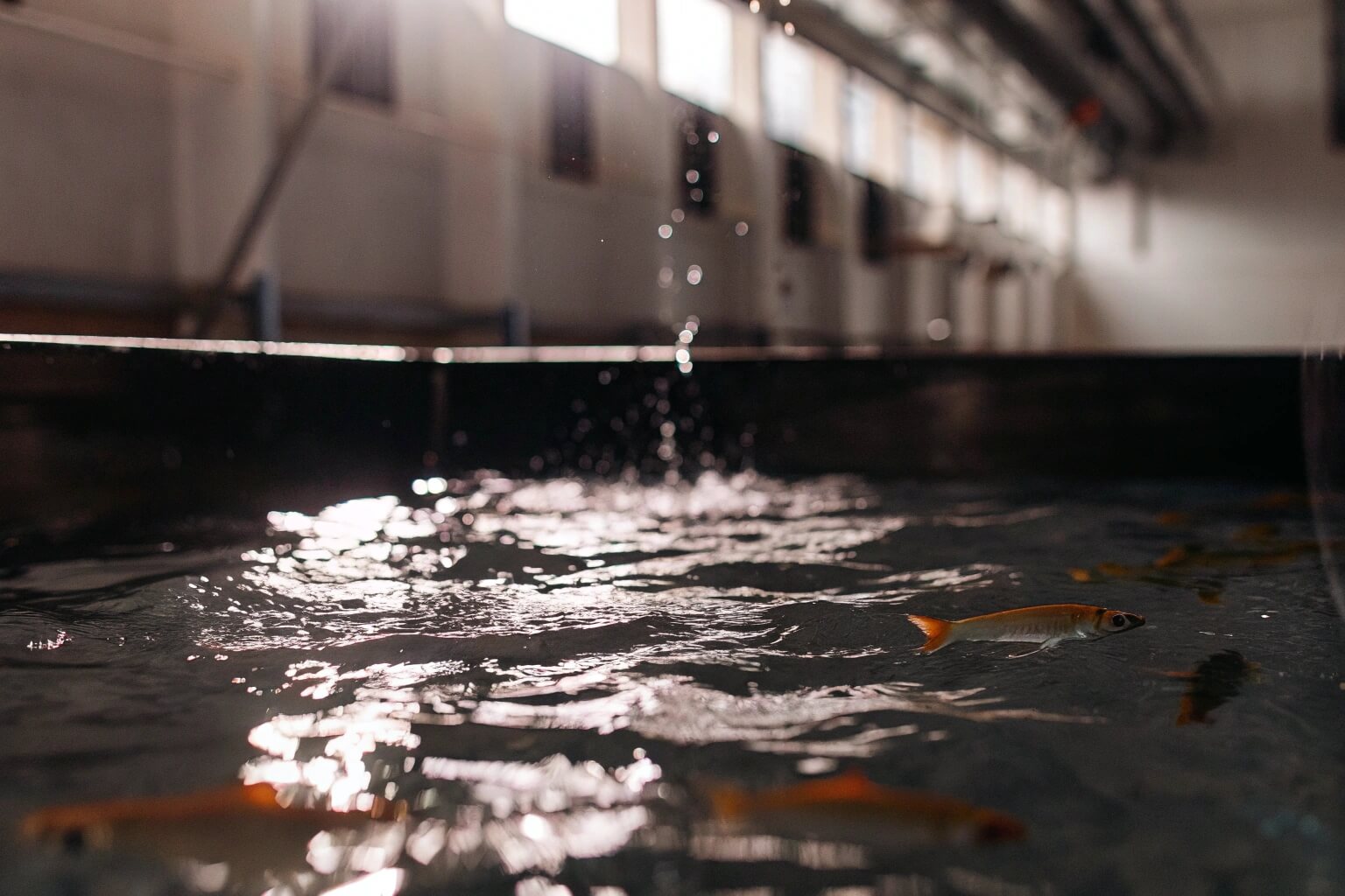 Clear water flowing into a Bancy fish tank with healthy fish