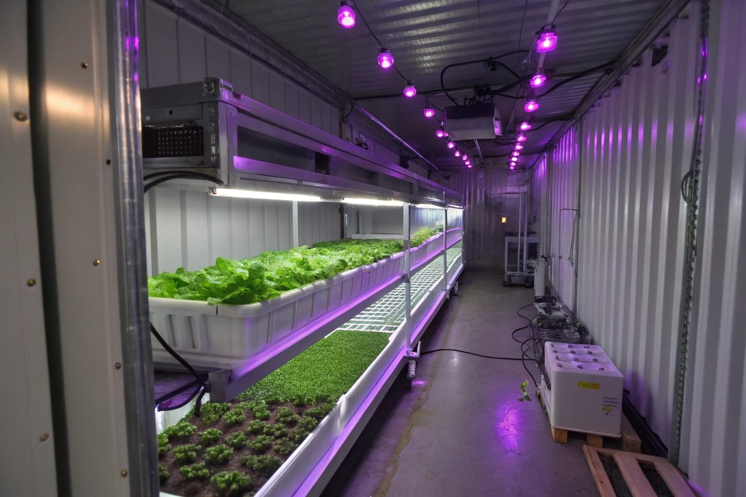 Tilapia farming setup inside a shipping container