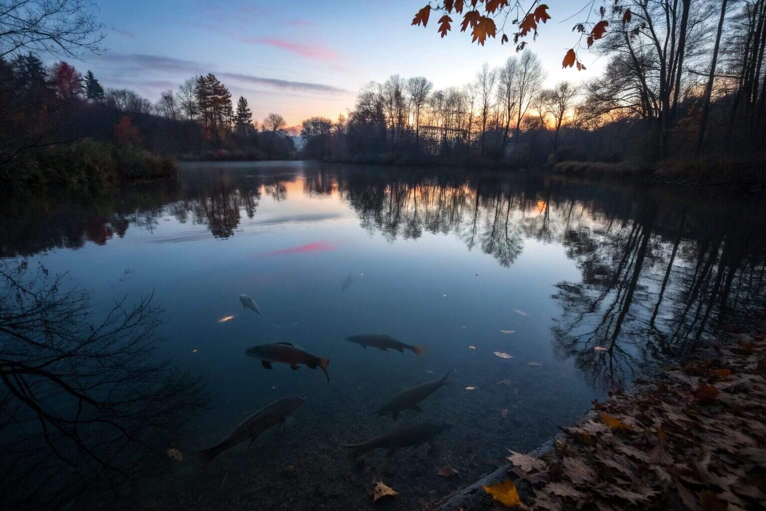 alt with keywords: pond with dormant fish in cold water