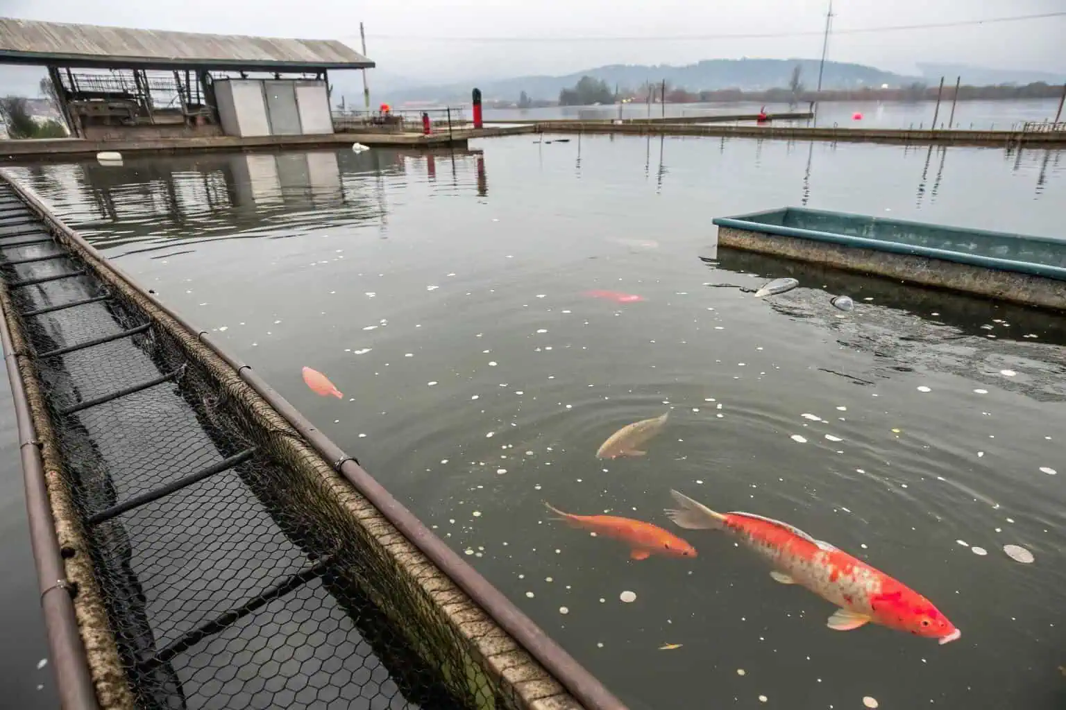 Illustration of common aquaculture problems like pollution or disease