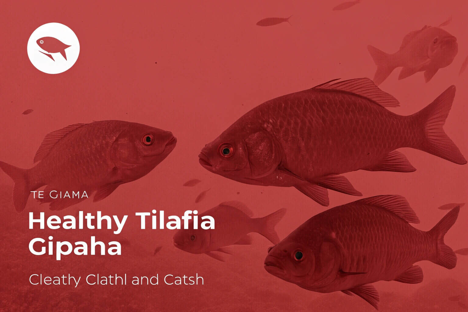 Tilapia fish in a pond