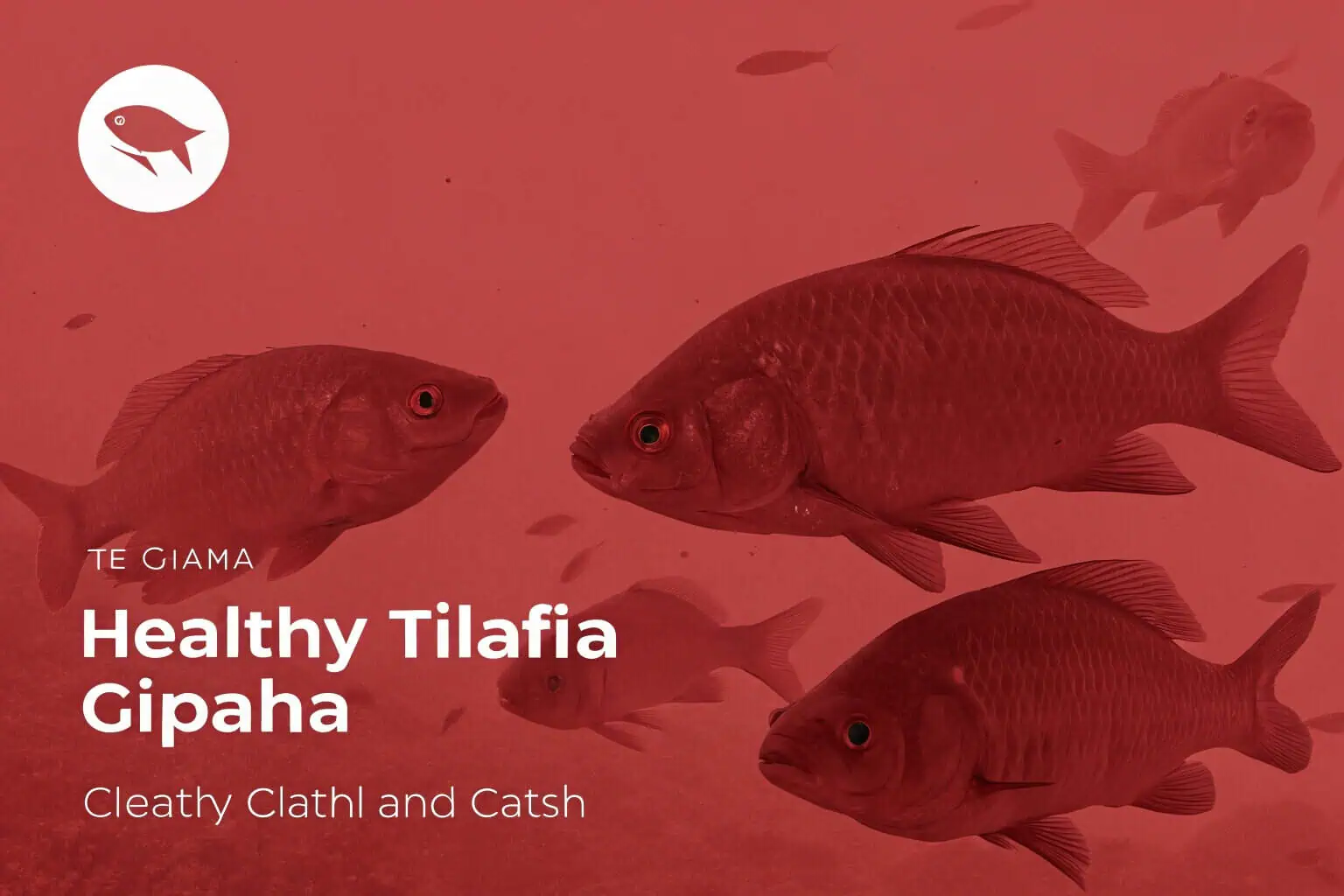 Tilapia fish in a pond