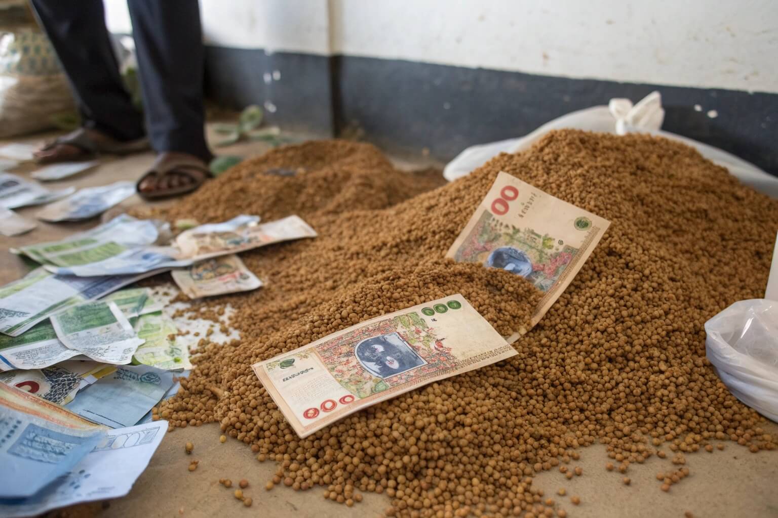 A pile of catfish feed with Ghanaian cedi notes scattered around, signifying cost