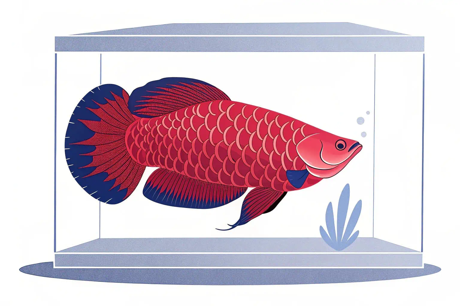 A vibrant, high-value Arowana fish in a clean tank