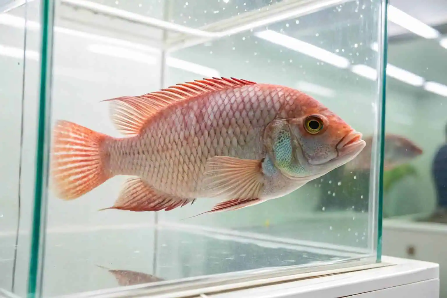 A healthy tilapia swimming in a clear water tank