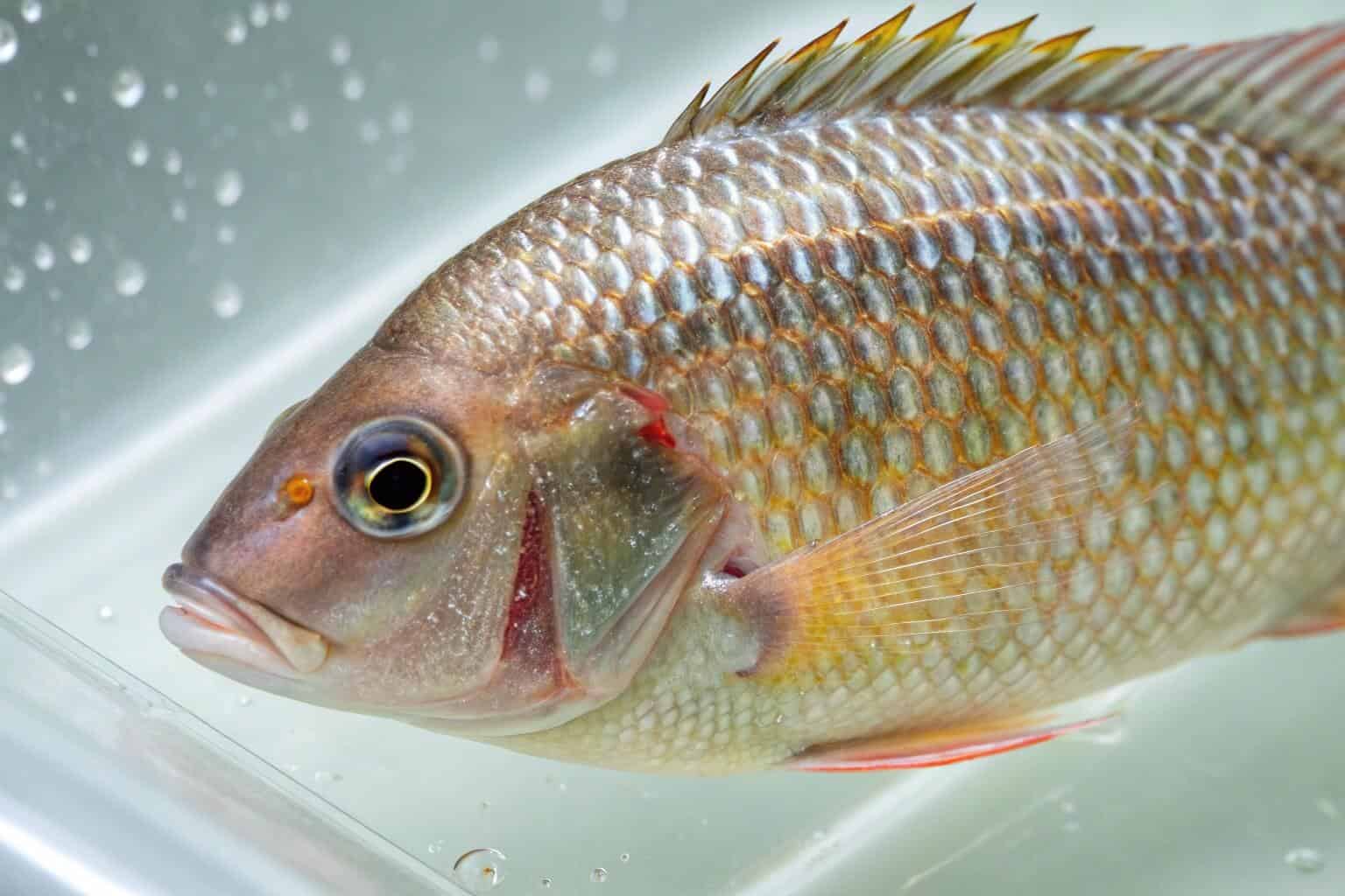 Close-up of a healthy Tilapia being held