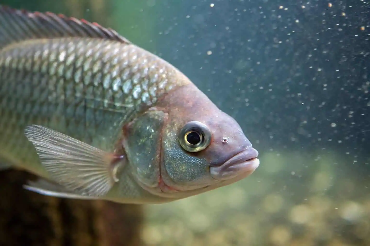 Close-up of a healthy tilapia in a fish farm