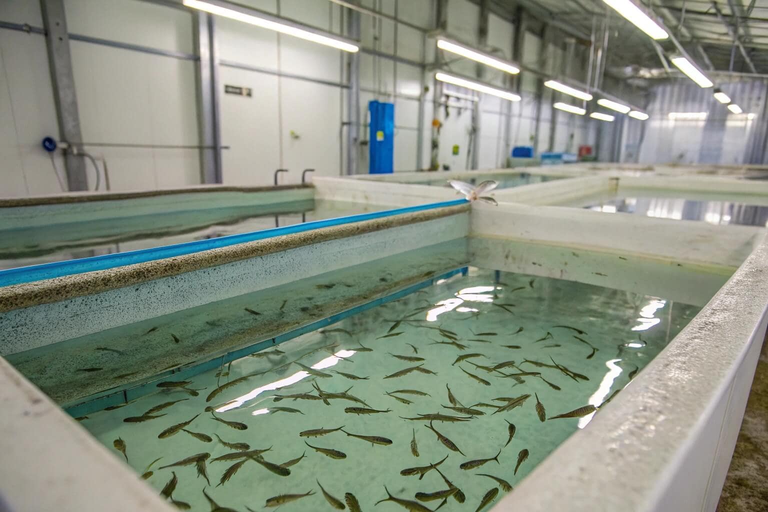 Catfish in a breeding tank