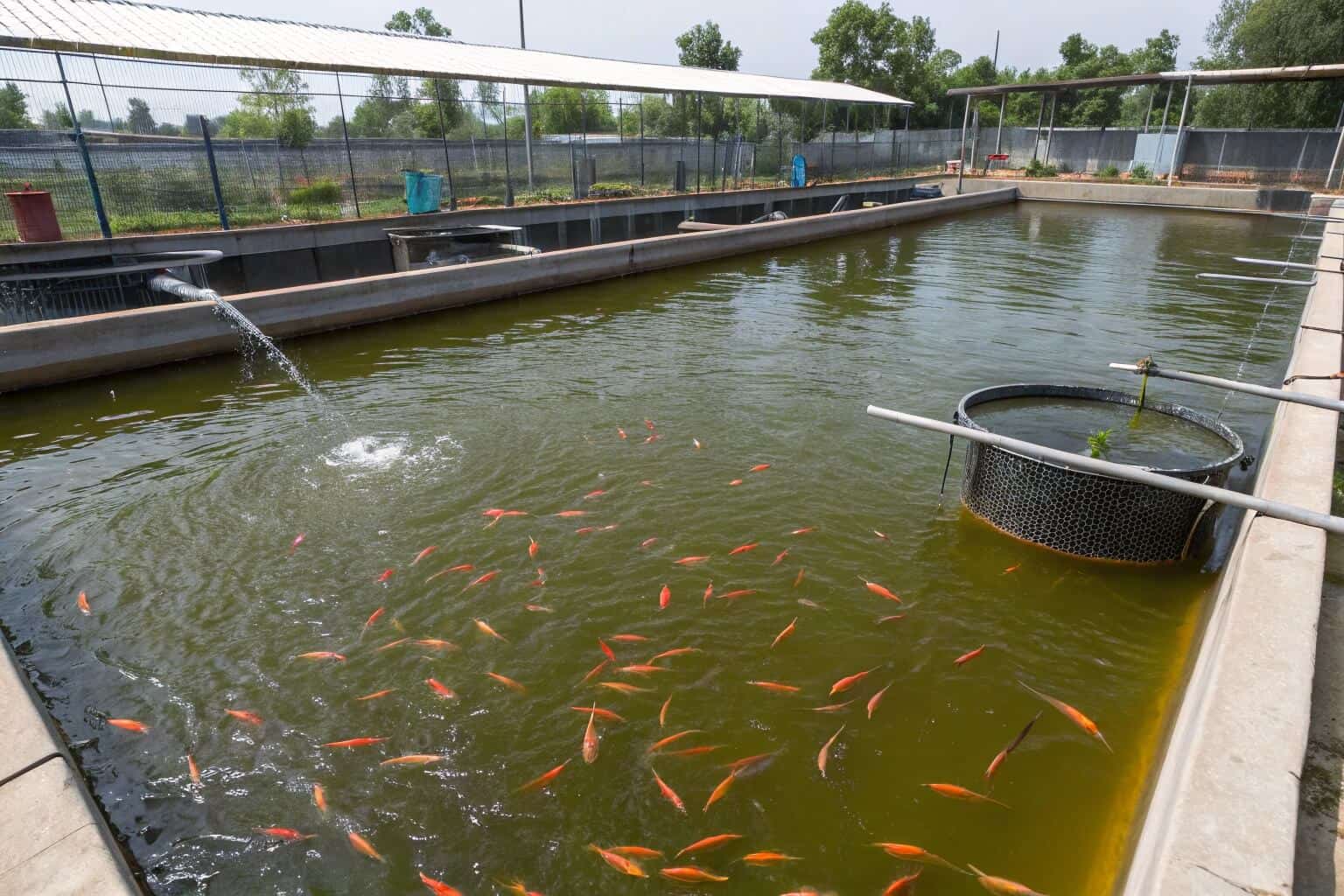 A biofloc pond with healthy fish swimming in it