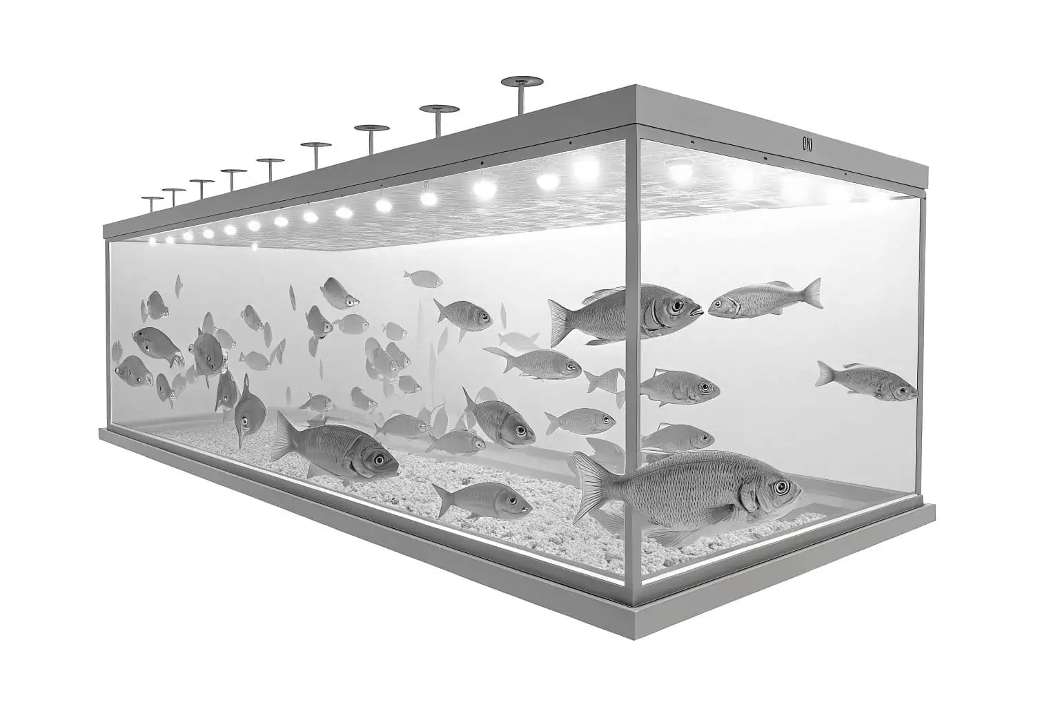 Close-up of tilapia in a fish tank