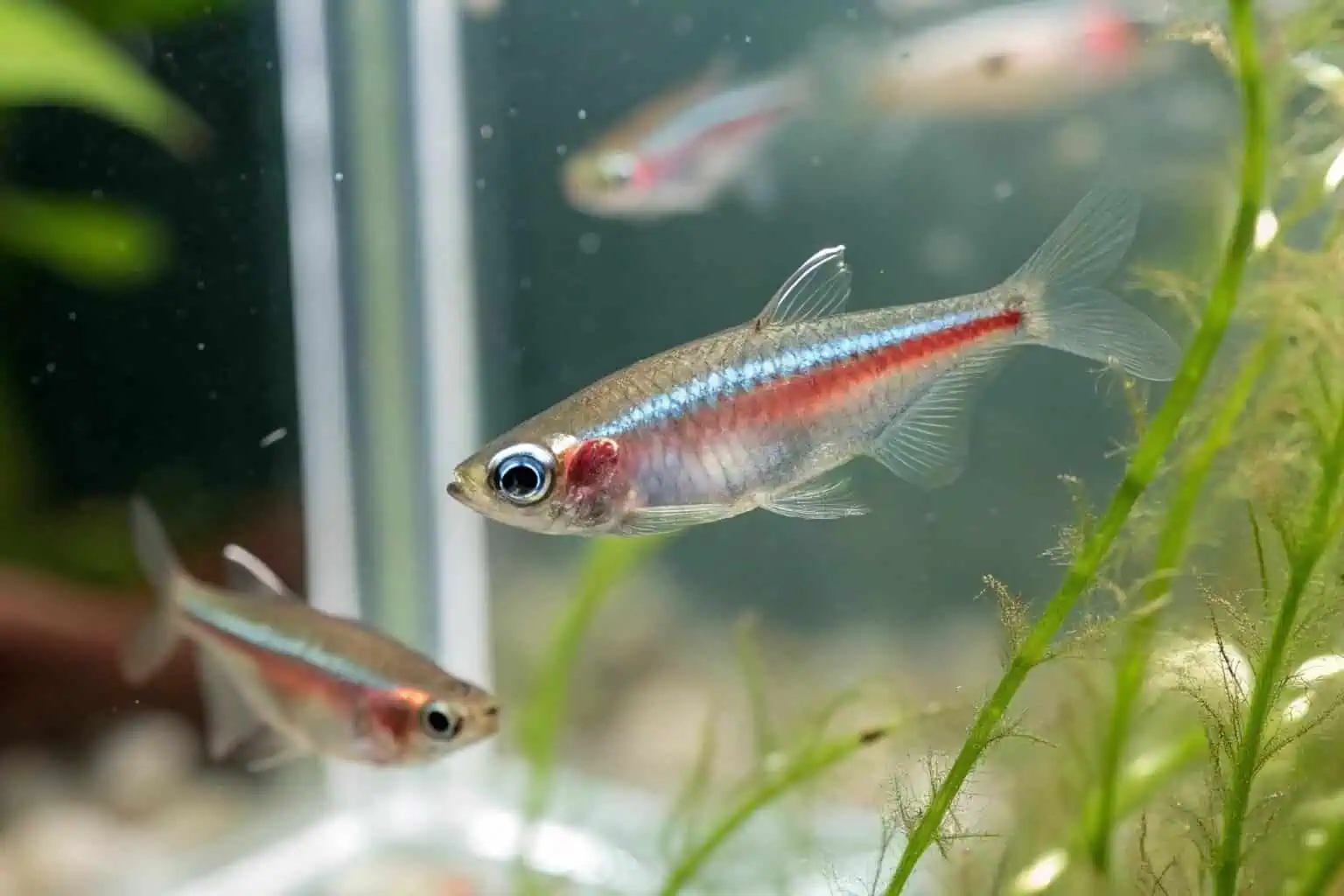 A step-by-step infographic on breeding neon tetras