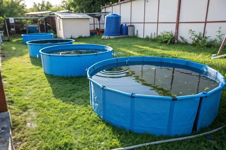 A small-scale farm with several portable fish tanks filled with Tilapia