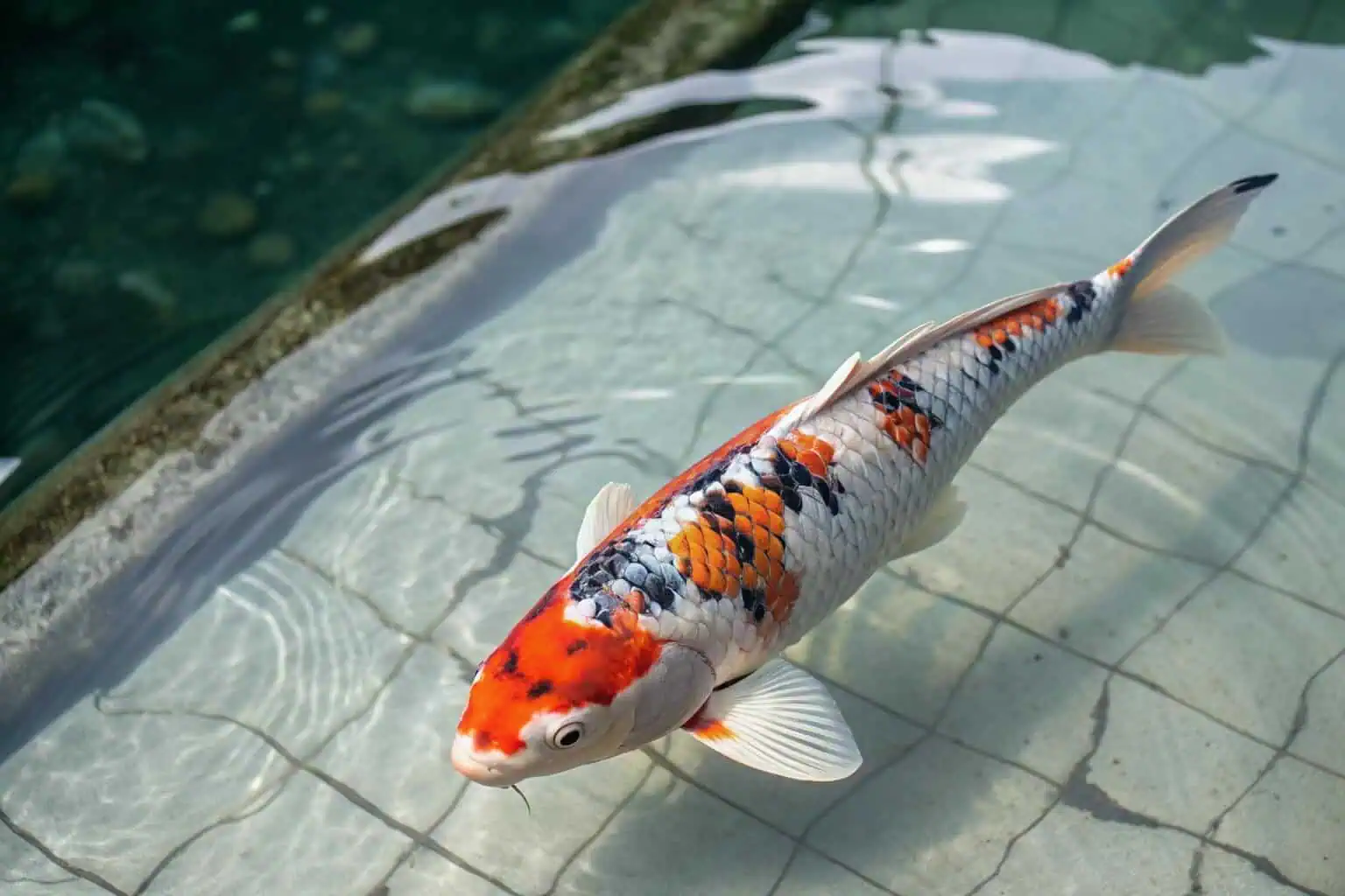 A colorful and valuable koi fish swimming in a clear pond