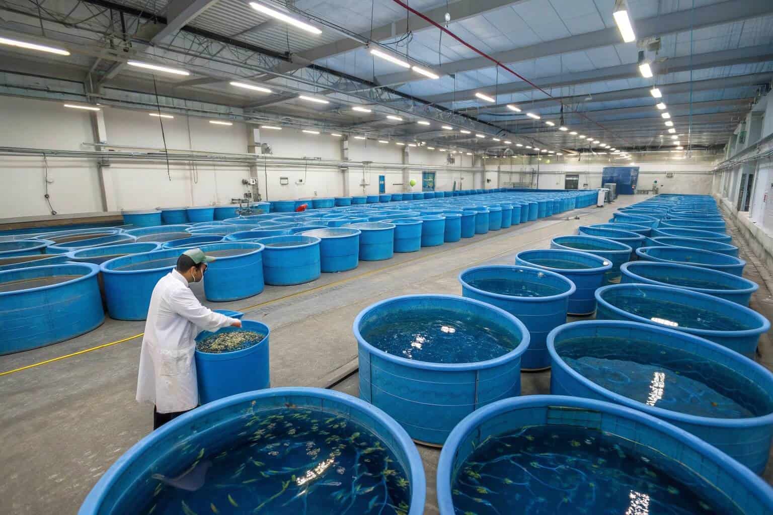 Close-up of fish fingerlings swimming in a hatchery tank