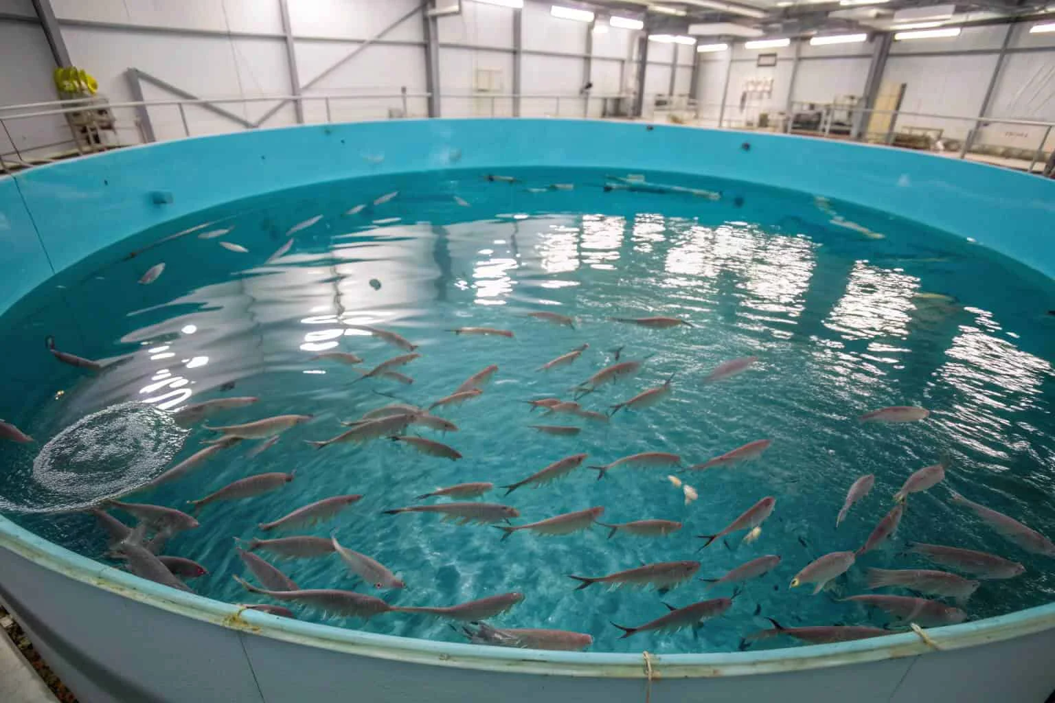 A school of tilapia swimming in a clear water tank