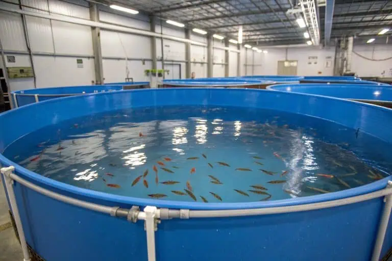 A school of young Tilapia fry in a breeding tank