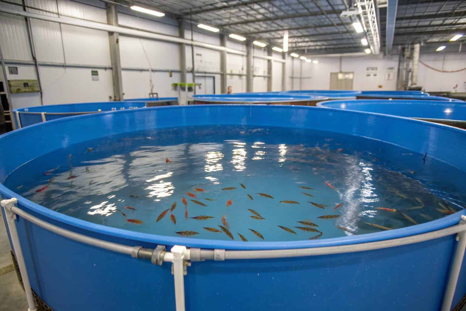 A school of young Tilapia fry in a breeding tank