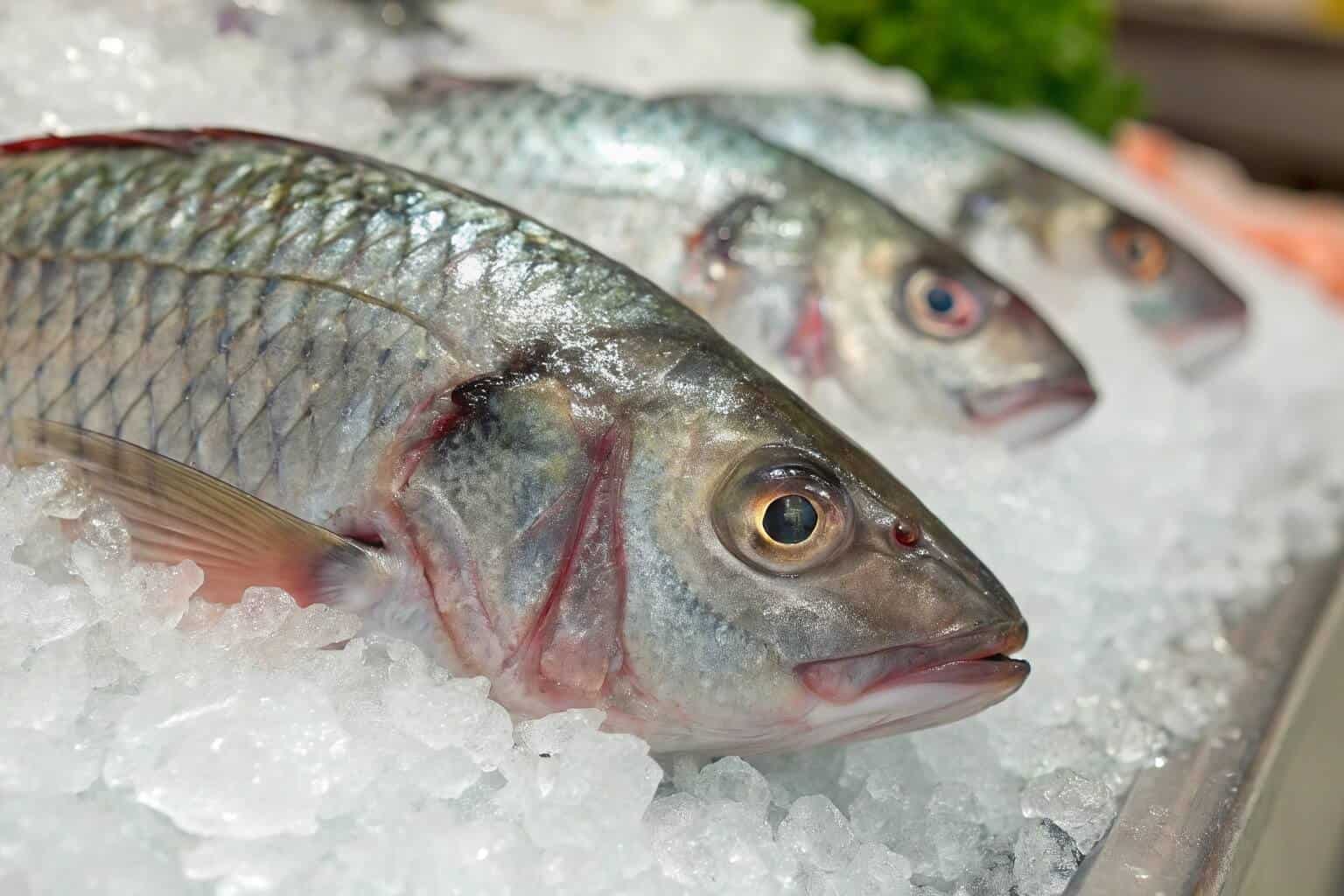 Close-up of fresh tilapia at a market stall