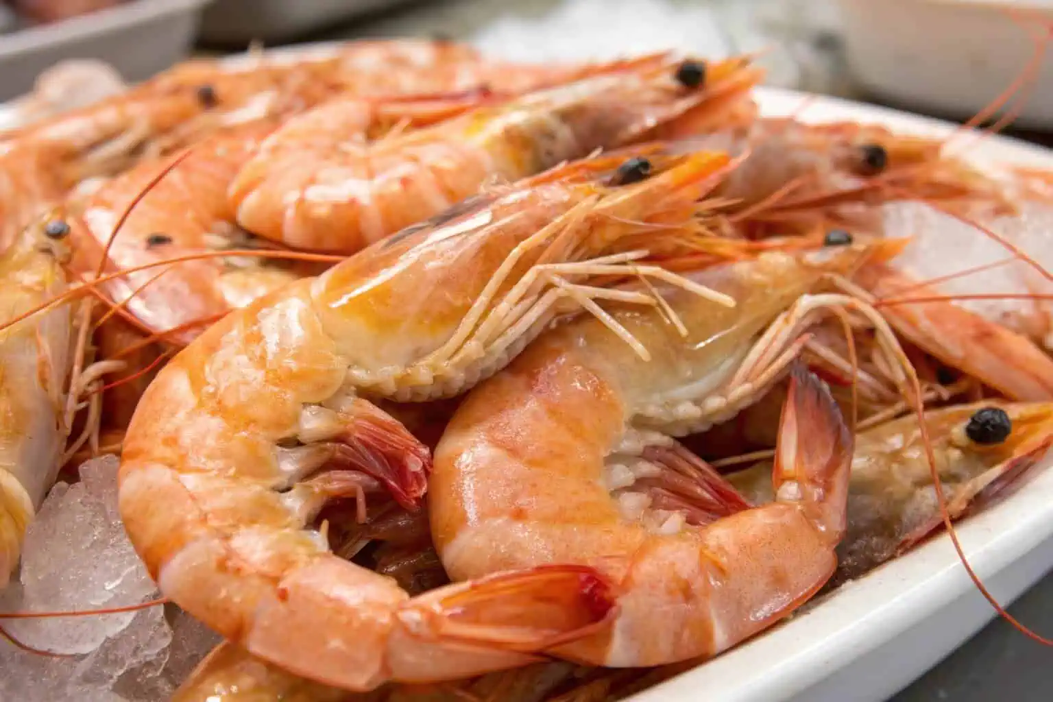 Close-up of high-quality shrimp ready for market