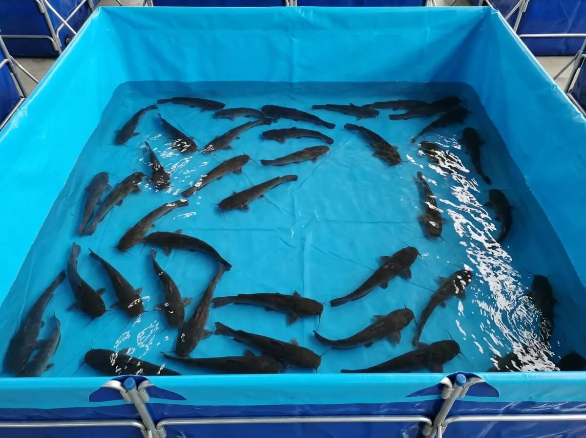 Top view of catfish swimming in a rectangular tank, highlighting the flat bottom area.