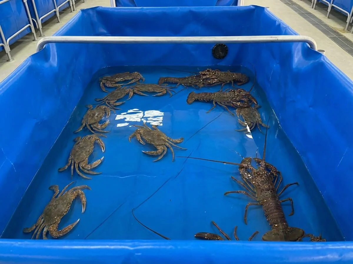 Shallow water setup in a PVC tank designed for crab and lobster aquaculture.