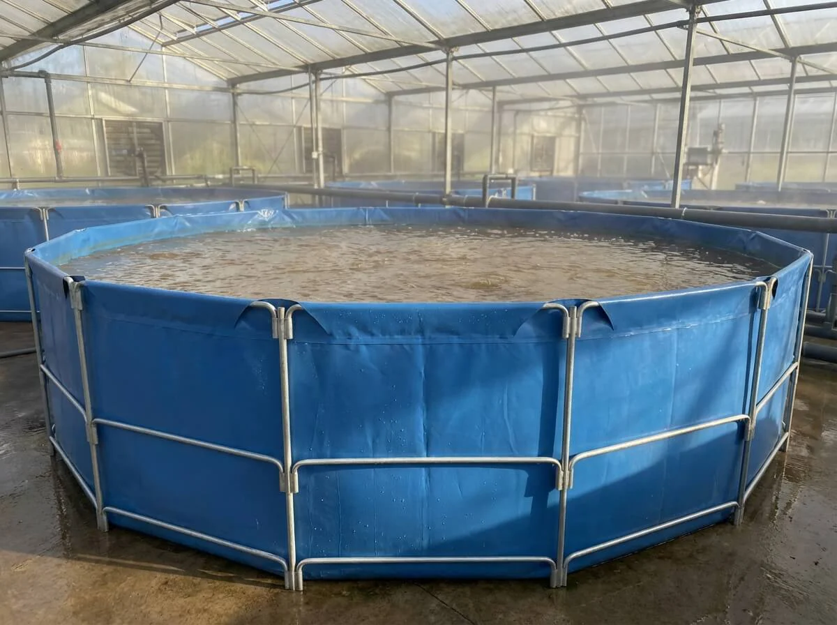 High density L. Vannamei shrimp farming in a biofloc round tank inside a greenhouse.