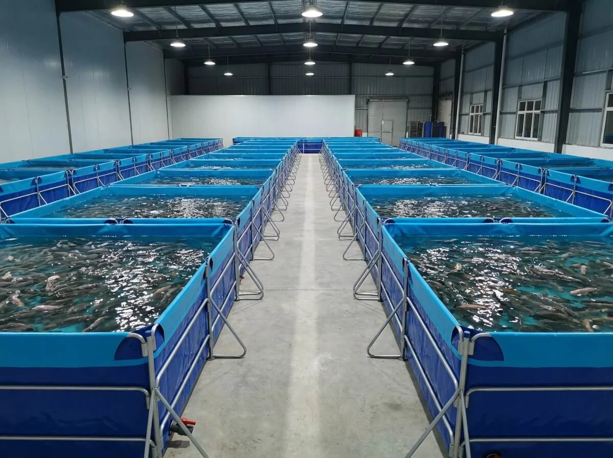 Interior view of a commercial warehouse filled with rectangular tilapia farming tanks in a grid layout.