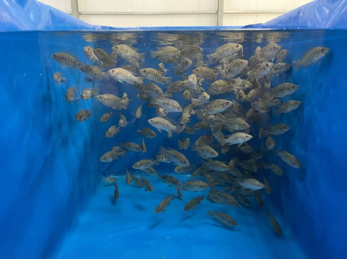 High-density school of Tilapia fingerlings swimming in a smooth-walled PVC rearing tank.
