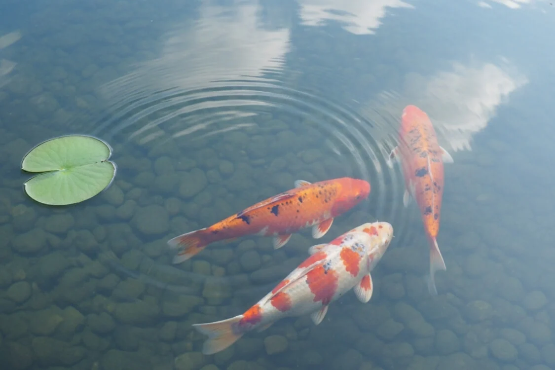 Top-down view of vibrant orange and white Koi fish swimming in crystal clear water with gentle ripples.